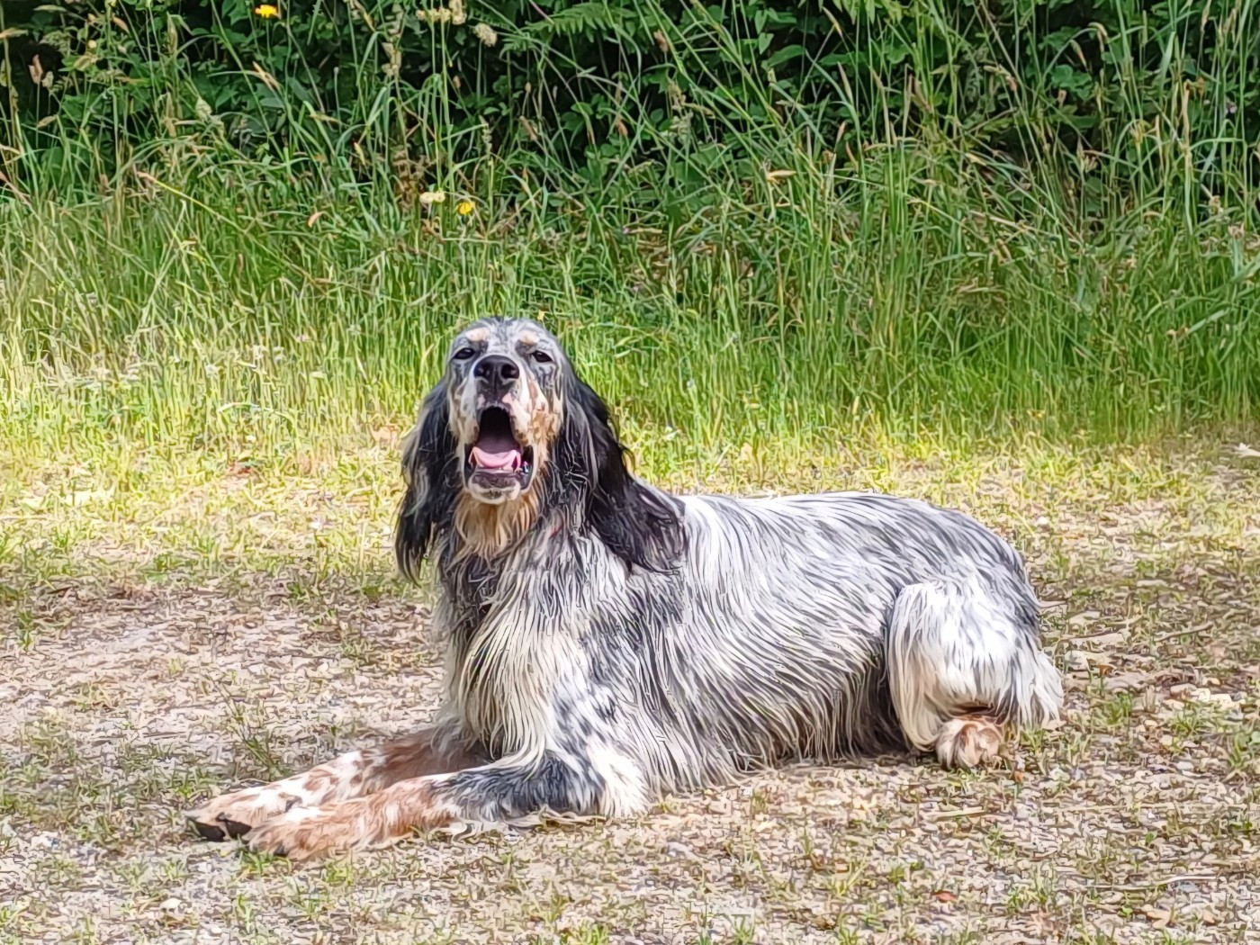 VOGLIA  du champ de la patience