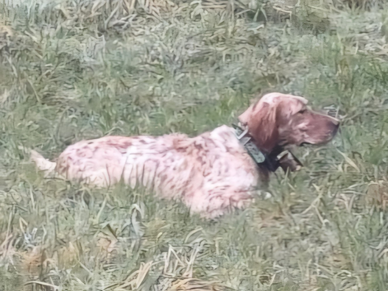 Circuit bécasses 2025